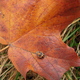 Illustration for article titled Shooting Challenge Fall Leaves Gallery 7